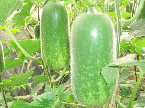 吃瓜爆料 热门大瓜每日必吃大瓜,吃瓜群众必看！